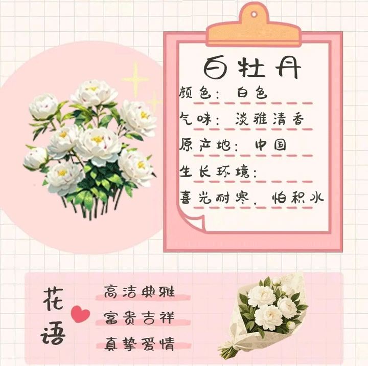 我的花园世界官方版